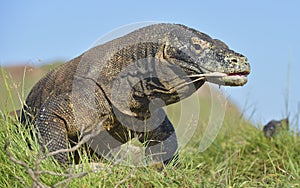 Komodo dragon Varanus komodoensis with the forked tongue sn photo