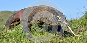 Komodo dragon Varanus komodoensis with the forked tongue sn photo