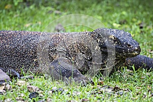 Komodo dragon (Varanus komodoensis) in Komodo National Park, East Nusa Tenggara, Indonesia with a green background.