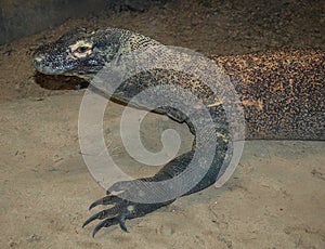 Komodo Dragon Varanus Komodoensis Lizard