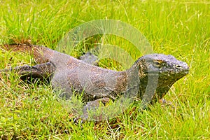 Komodo dragon lying in grass on Rinca Island in Komodo National photo