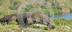 Komodo dragon  Varanus komodoensis  in natural habitat. Biggest living lizard in the world.  island Rinca. Indonesia