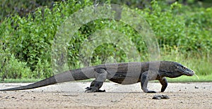 Komodo dragon  Varanus komodoensis  in natural habitat. Biggest living lizard in the world.  island Rinca. Indonesia