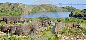 Komodo dragon photo