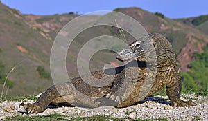 Komodo dragon Varanus komodoensis . Natural habitat. Rinca Island. Indonesia