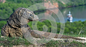 Komodo dragon Varanus komodoensis . Natural habitat. Rinca Island. Indonesia