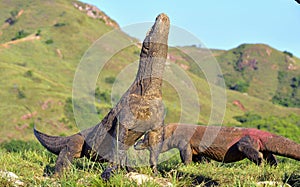 The Komodo dragon Varanus komodoensis raised the head. It is photo