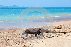 Komodo Dragon