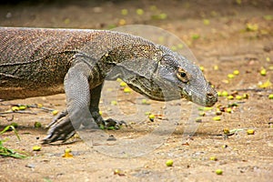 Komodo dragon walking on Rinca Island in Komodo National Park, N