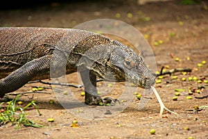 Komodo dragon walking on Rinca Island in Komodo National Park, N