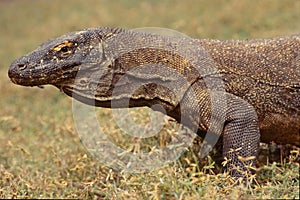 Komodo dragon, waran, monitor lizard, a dangerous reptile