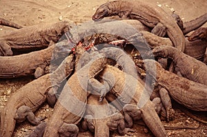 Komodo dragon, waran, monitor lizard, fighting for food