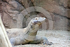 Komodo Dragon, Wild Reptil, Wildlife