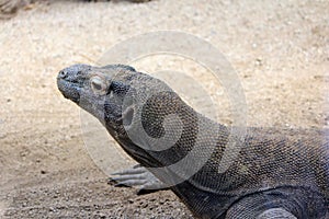 Komodo Dragon, Wild Reptil, Wildlife