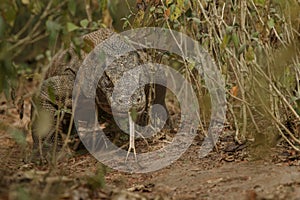 Komodo dragon photo