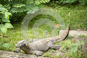 Komodo Dragon in Zoo