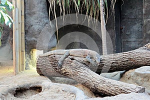Komodo dragon at Zoo Praha