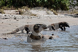 Komodo Dragons on Beach in Komodo National Park