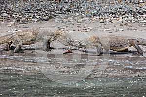 Komodo Dragons on Beach in Komodo National Park