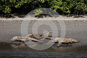 Komodo Dragons on Beach photo