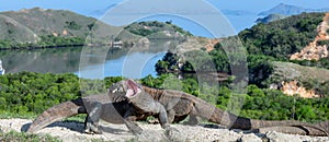 Komodo dragons.   Varanus komodoensis.  Natural habitat. Rinca Island.  Indonesia photo