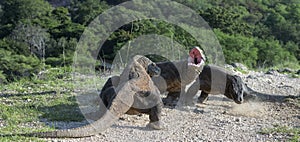 Komodo dragons.    Natural habitat. Rinca Island.  Indonesia photo