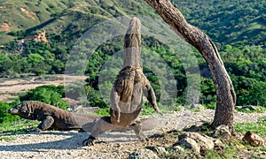 Komodo dragons.The Komodo dragon stands on its hind legs and open mouth. Scientific name: Varanus komodoensis. It is the biggest