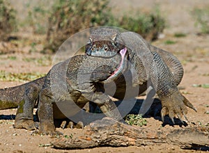 Komodo Dragons are fighting each other. Very rare picture. Indonesia. Komodo National Park.