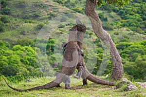 Komodo Dragons are fighting each other. Very rare picture. Indonesia. Komodo National Park.