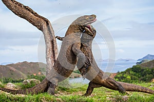 Komodo Dragons are fighting each other. Very rare picture. Indonesia. Komodo National Park.