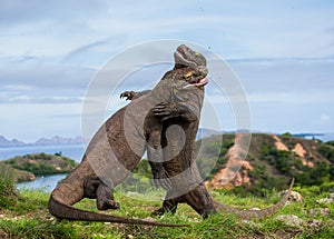 Komodo Dragons are fighting each other. Very rare picture. Indonesia. Komodo National Park.