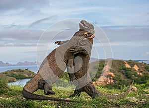 Komodo Dragons are fighting each other. Very rare picture. Indonesia. Komodo National Park.