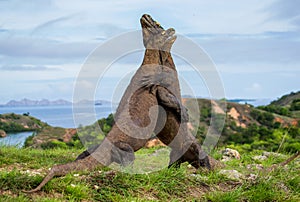 Komodo Dragons are fighting each other. Very rare picture. Indonesia. Komodo National Park.