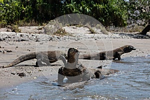 Komodo Dragons in Horseshoe Bay, Komodo National Park