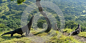 The Komodo Dragons on island Rinca. photo