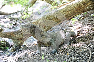 Komodo Dragons on island Rinca. Varanus komodoensis