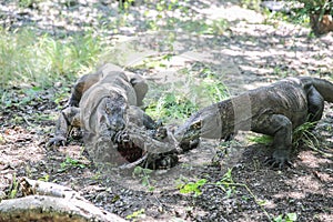 Komodo Dragons on island Rinca. Varanus komodoensis