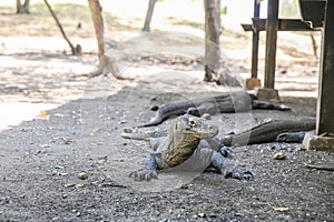 Komodo Dragons on island Rinca. Varanus komodoensis photo