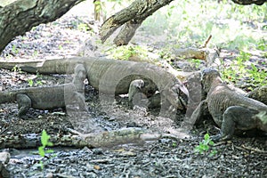 Komodo Dragons on island Rinca. Varanus komodoensis photo