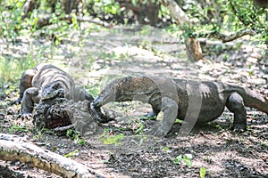 Komodo Dragons on island Rinca. Varanus komodoensis photo