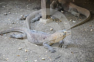 Komodo Dragons on island Rinca. Varanus komodoensis photo