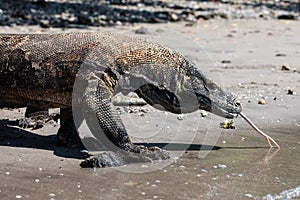 A Komodo Dragons in Komodo National Park