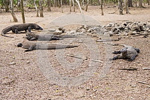Komodo dragons, Komodo National Park, World Heritage Site