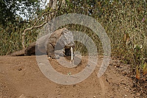 Komodo dragons during mating and guarding nest close to photographer