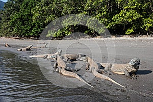 Komodo Dragons on Remote Beach