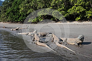 Komodo Dragons on Remote Beach photo