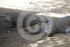 Komodo Dragons, Rinca Island, Indonesia