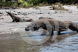 Komodo Dragons on Rinca Island in Komodo National Park photo