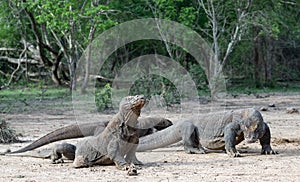 Komodo dragons. Scientific name: Varanus Komodoensis. Natural habitat. Indonesia. Rinca Island