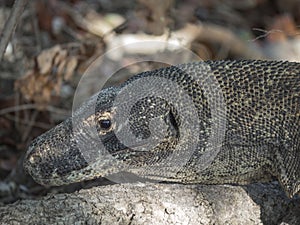 Komodo Dragons in the wild